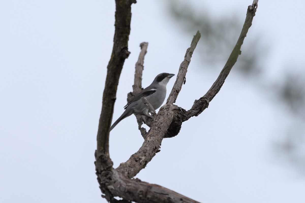 White-banded Tanager - ML621909288