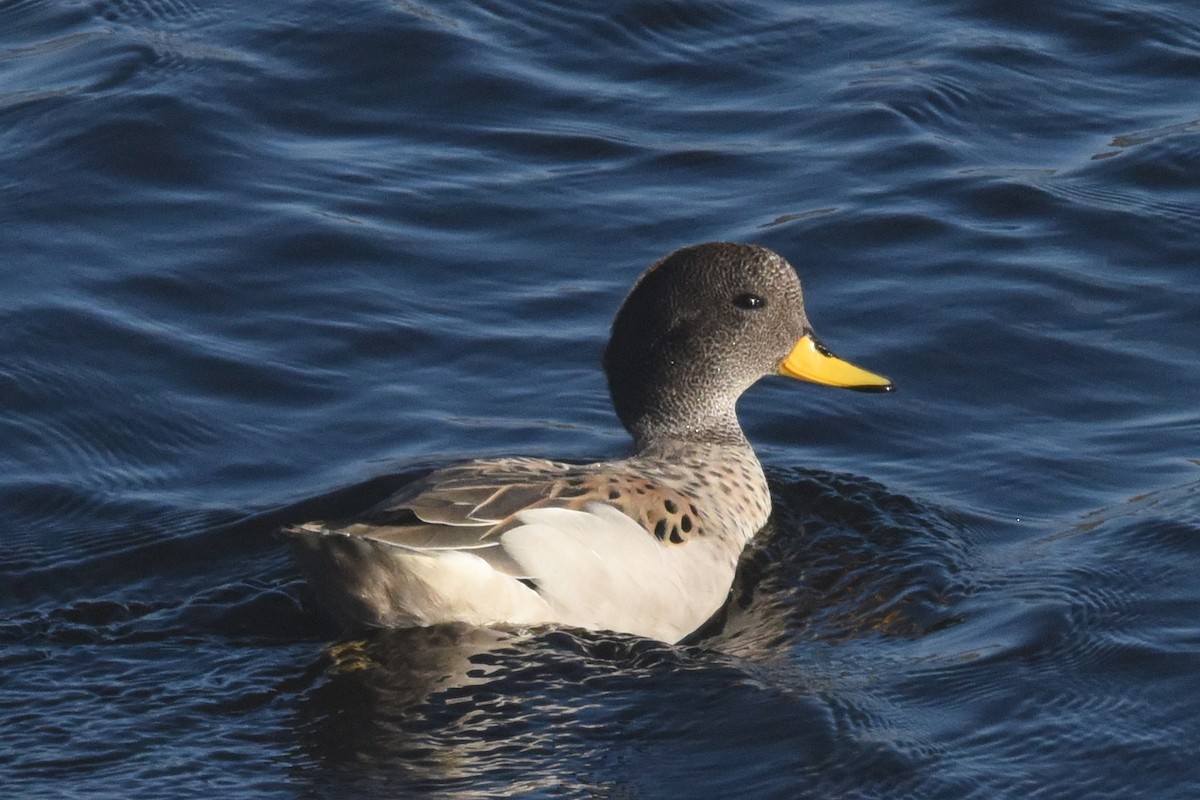 Yellow-billed Teal - ML621909380