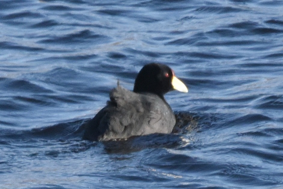 Slate-colored Coot - ML621909383