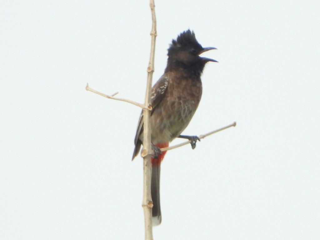 Red-vented Bulbul - ML621909479