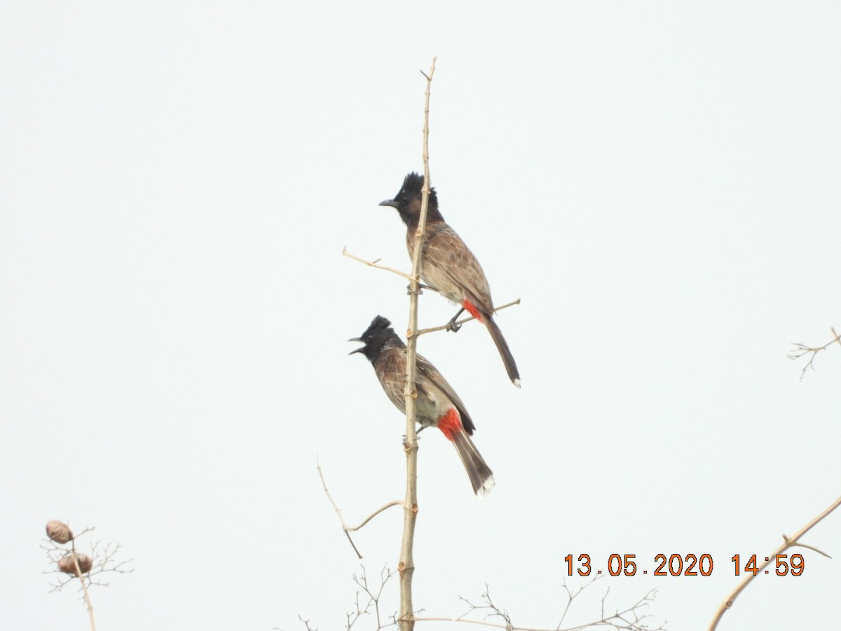 Red-vented Bulbul - ML621909480