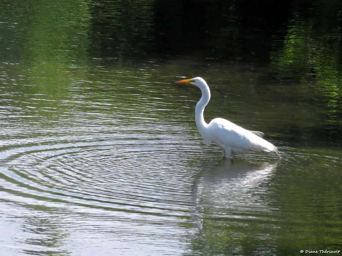 Great Egret - ML621909623