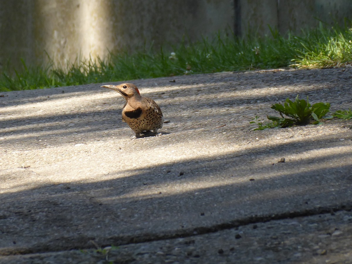 Northern Flicker - ML621909649