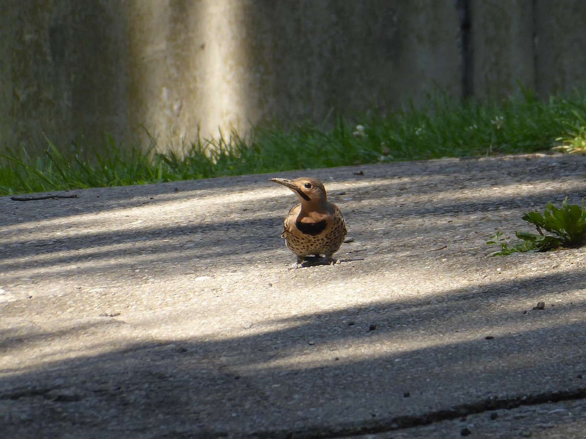 Northern Flicker - ML621909652