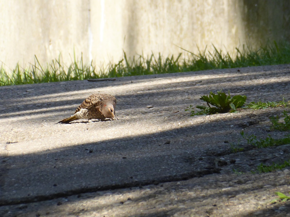 Northern Flicker - ML621909653