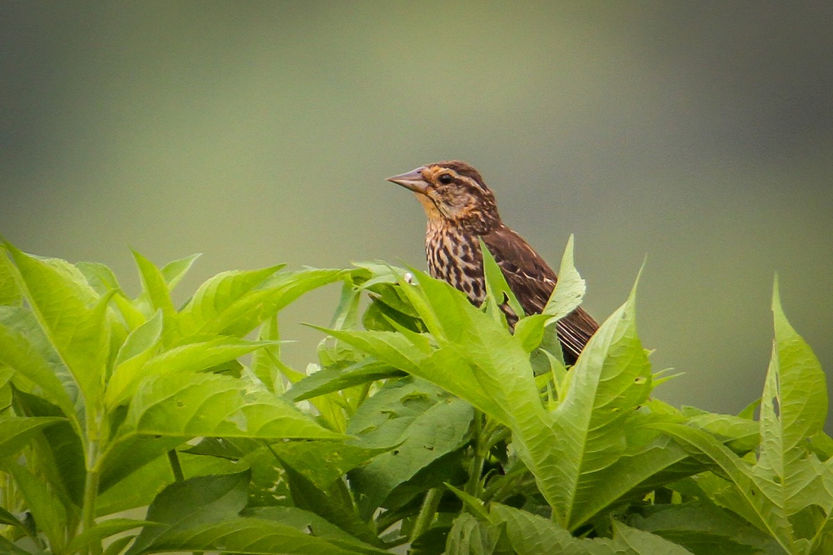 Red-winged Blackbird - Denise Hargrove