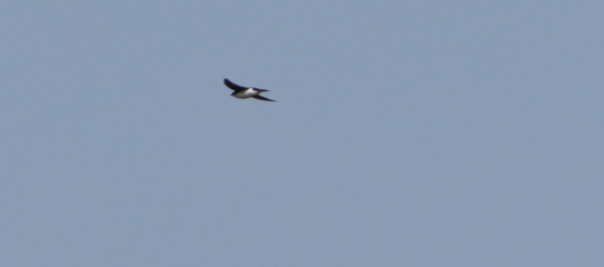 Golondrina Bicolor - ML621909708