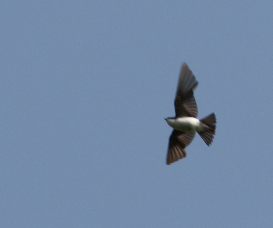 Golondrina Bicolor - ML621909709