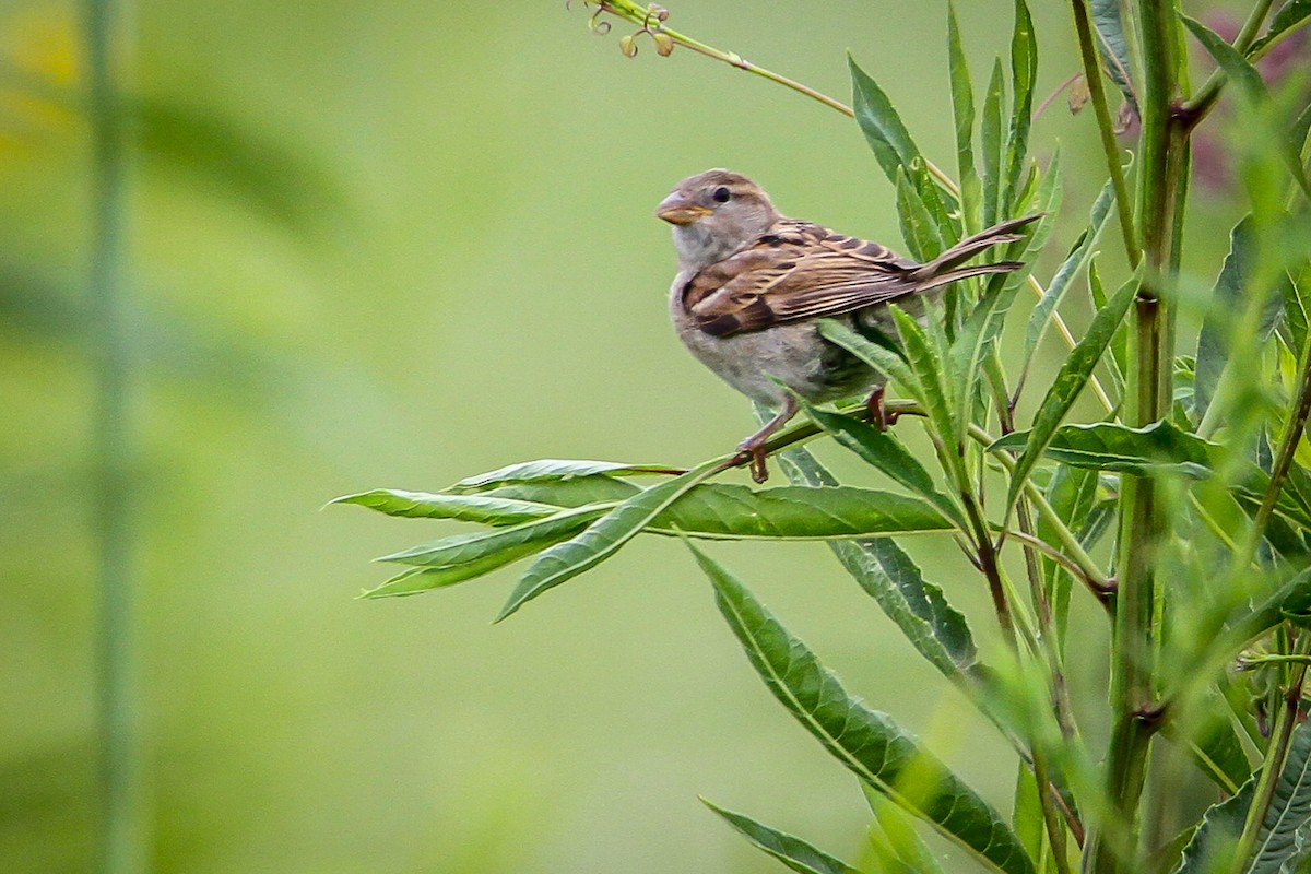 Moineau domestique - ML621909766