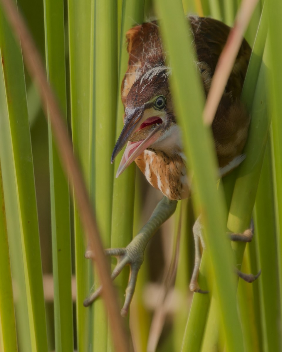 Least Bittern - ML621909831