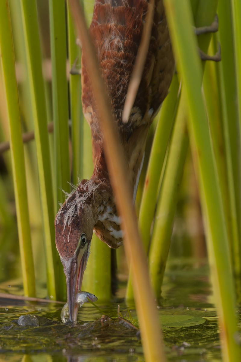Least Bittern - ML621909832