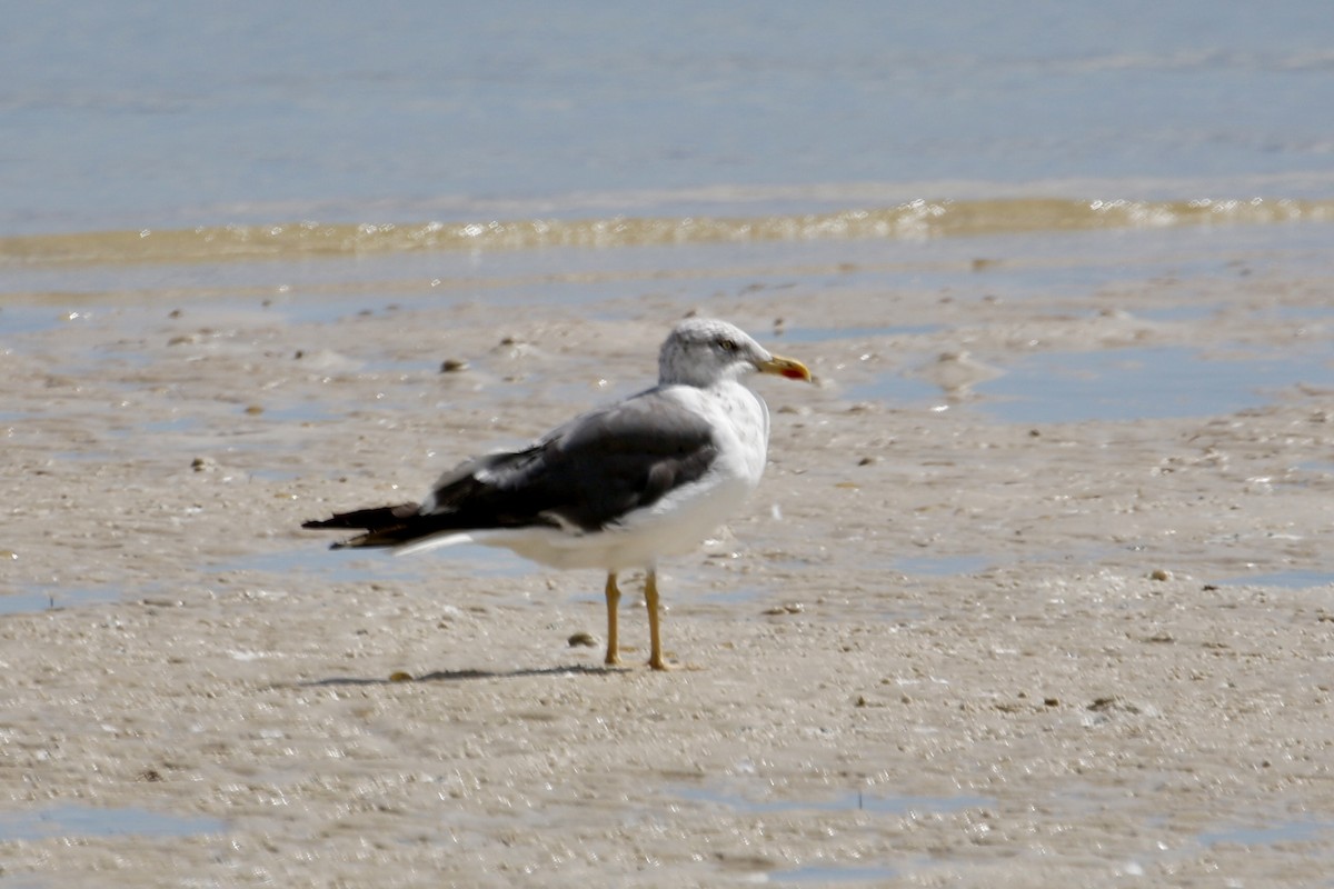 Gaviota Sombría - ML621909981