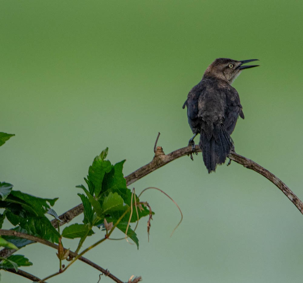 Nicaraguan Grackle - ML621910026