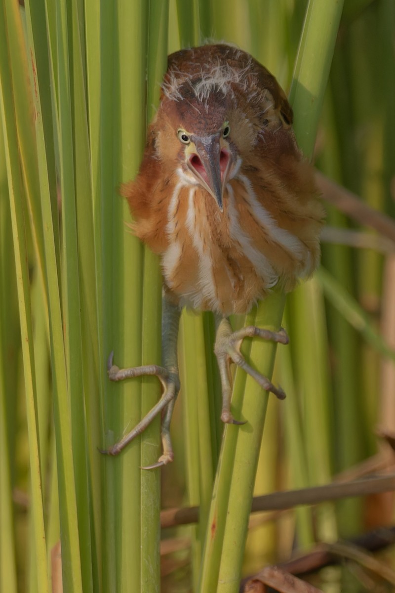 Least Bittern - ML621910082
