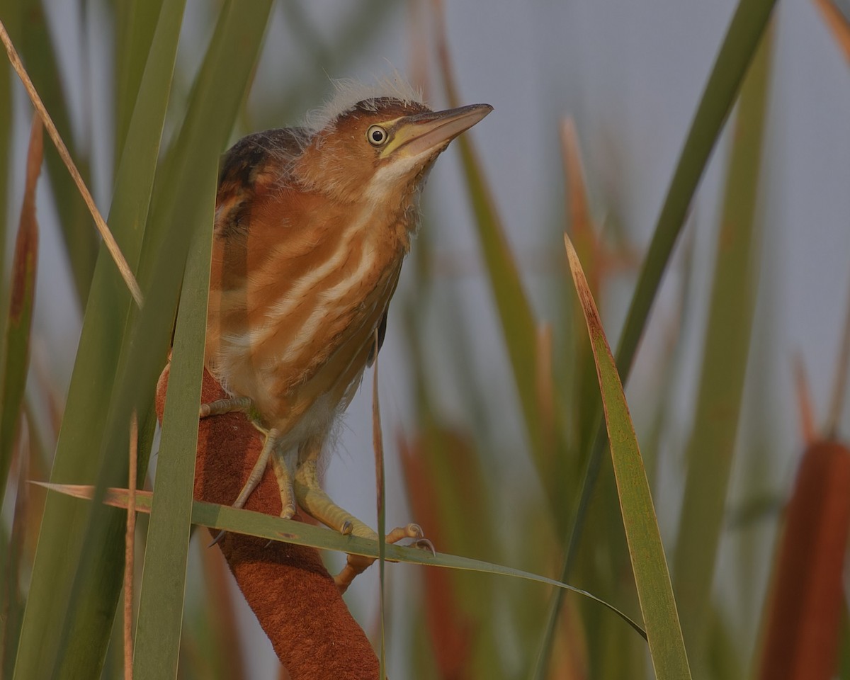 Least Bittern - ML621910096