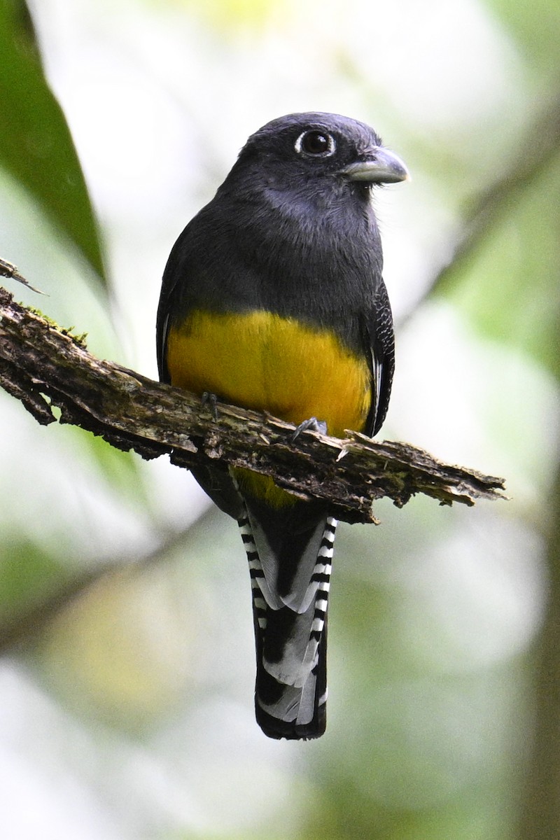 Guianan Trogon - ML621910107