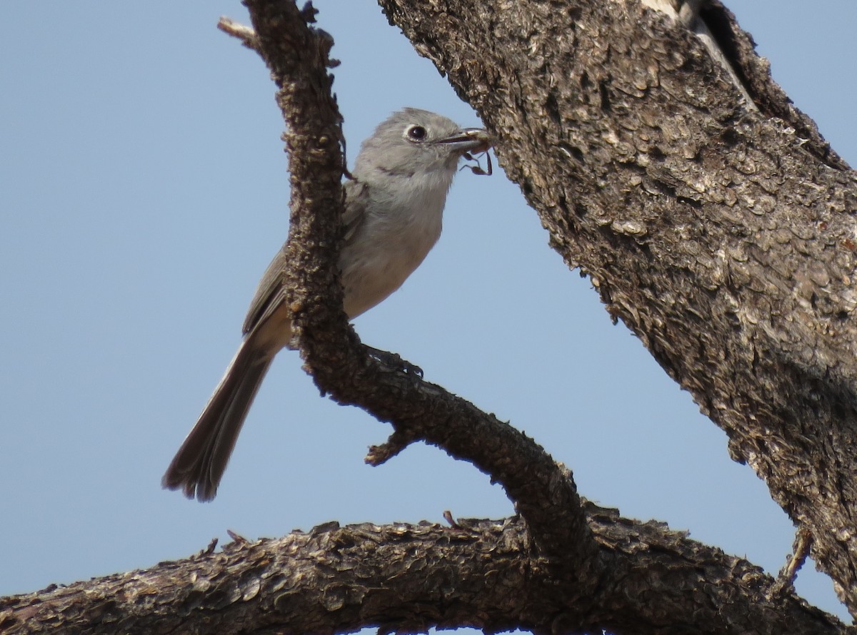 Gray Vireo - ML621910152