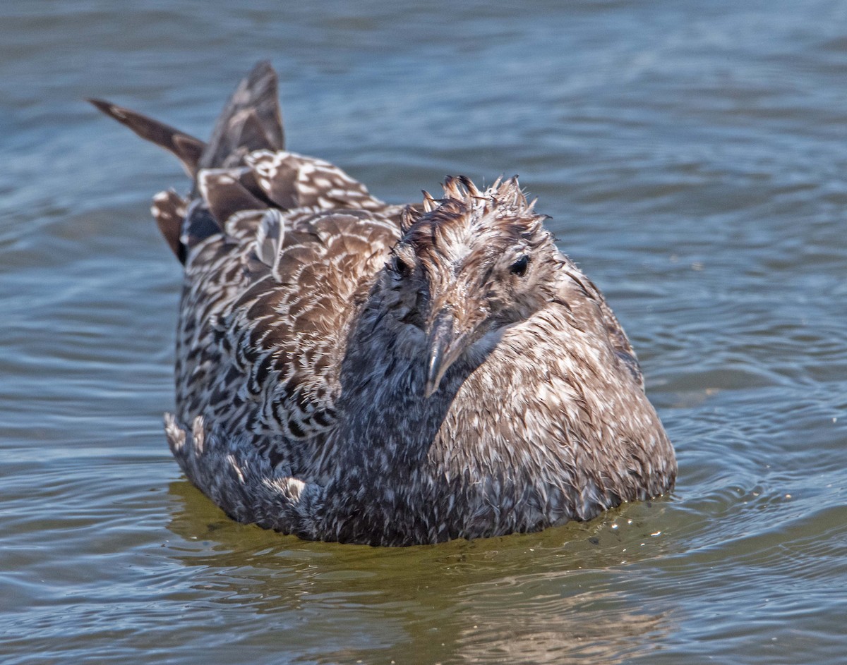 Gaviota Californiana - ML621910223
