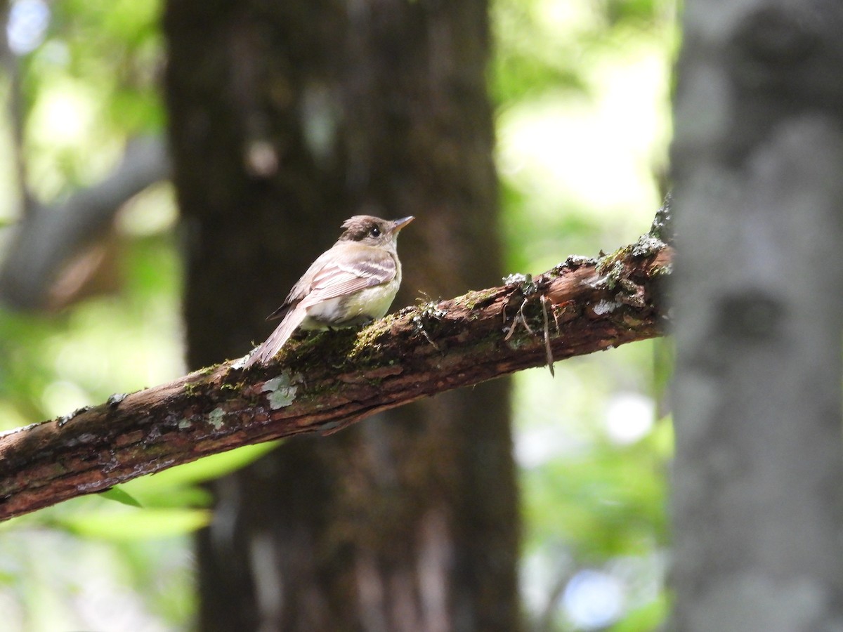 Acadian Flycatcher - ML621910253