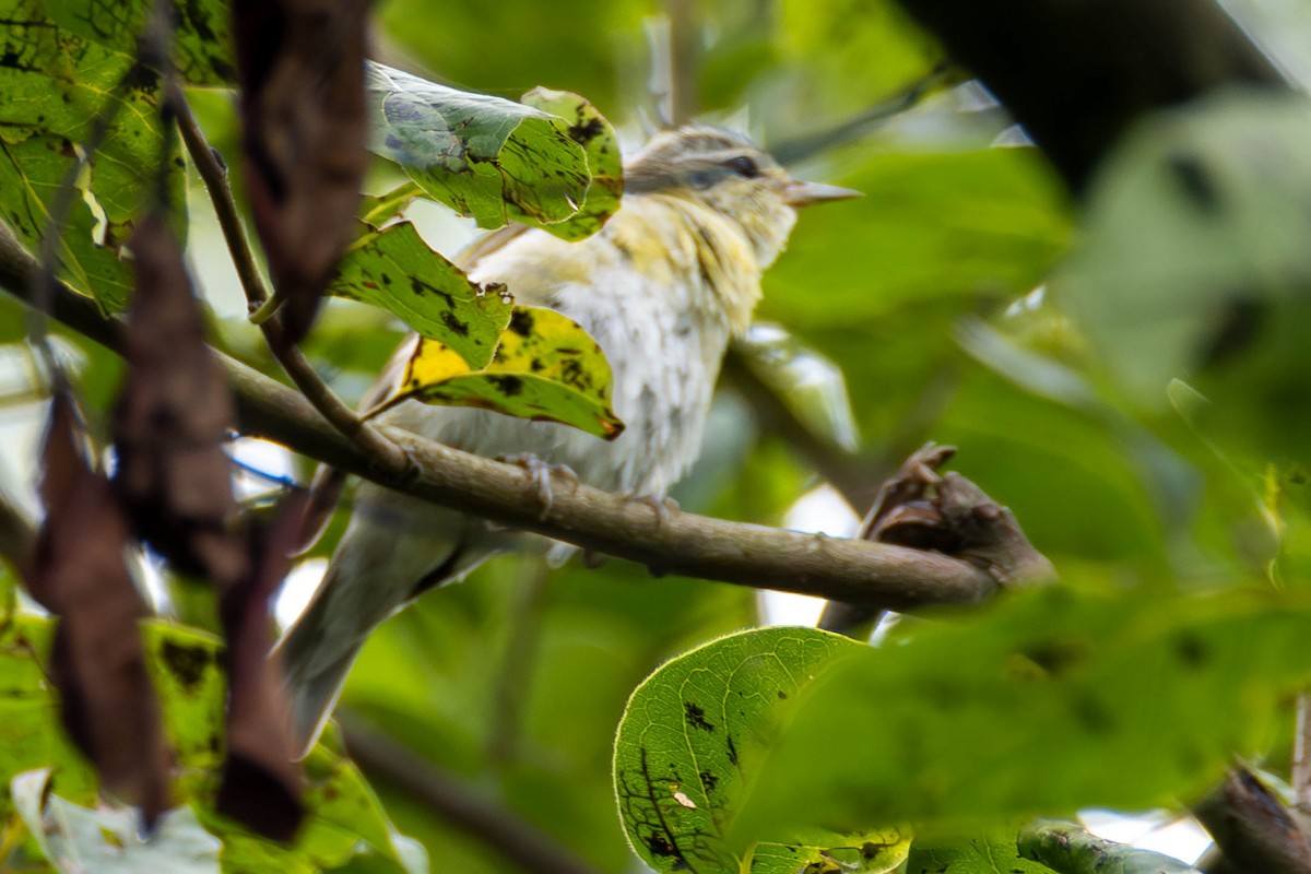 Tennessee Warbler - ML621910254