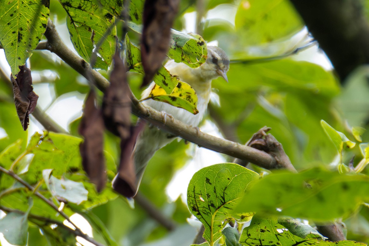 Tennessee Warbler - ML621910255
