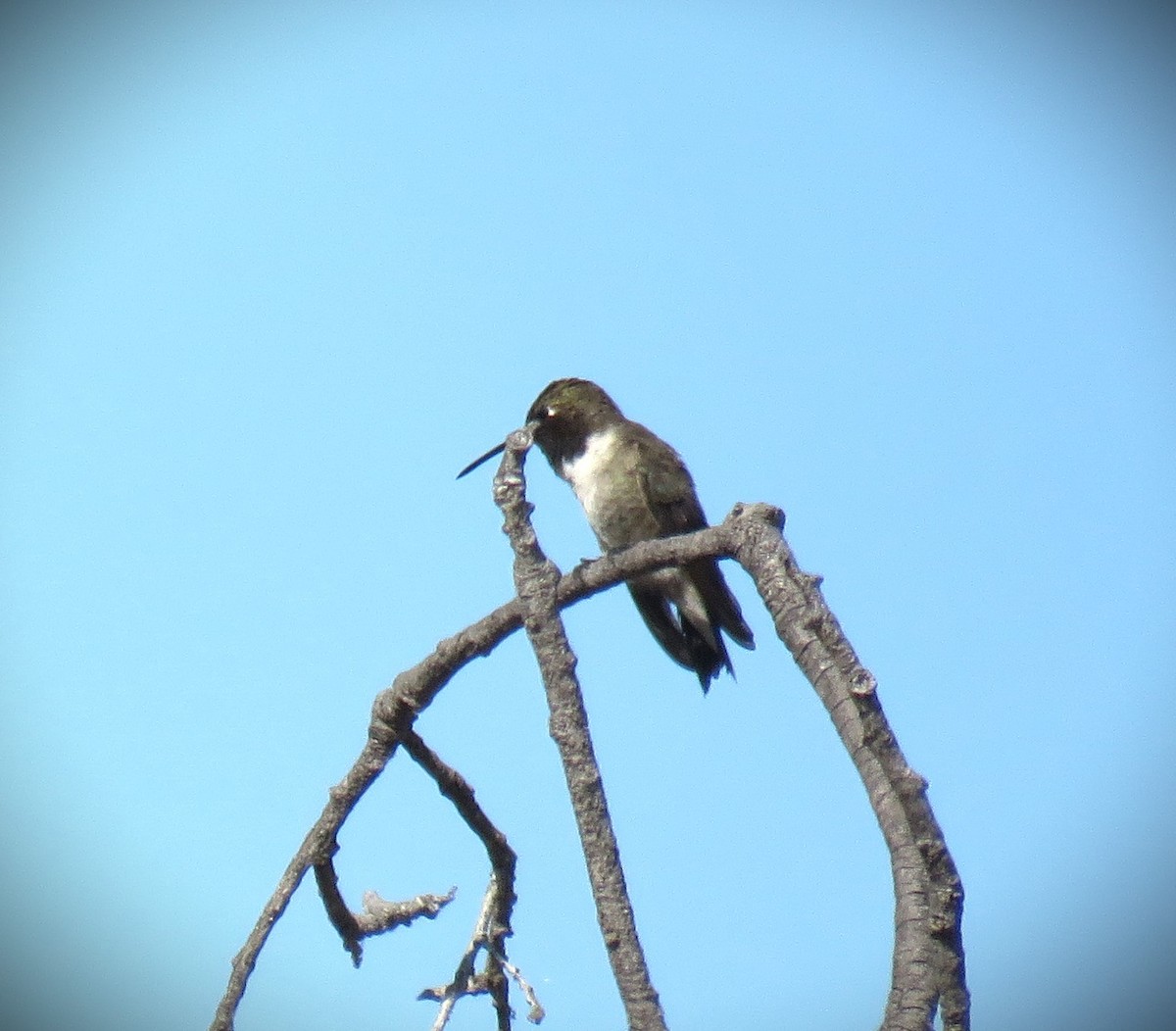 Black-chinned Hummingbird - ML621910306