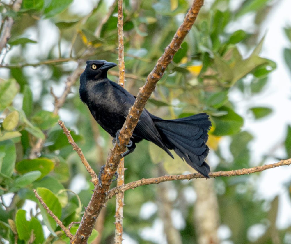 Nicaraguan Grackle - ML621910366