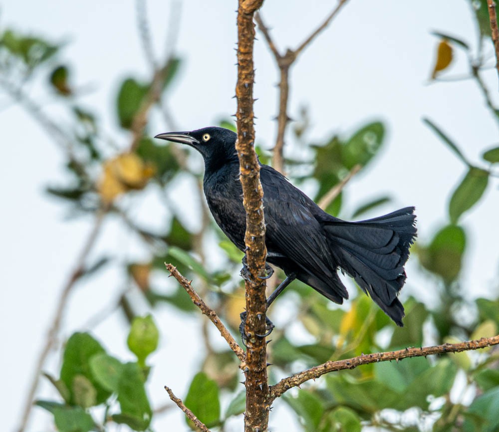 Nicaraguan Grackle - ML621910367