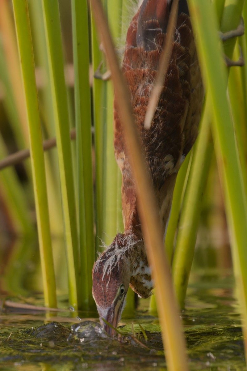 Least Bittern - ML621910440