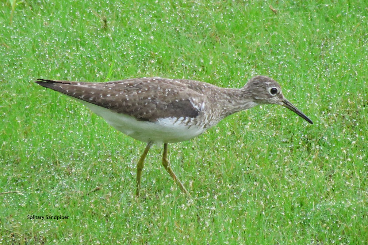 Solitary Sandpiper - ML621910470