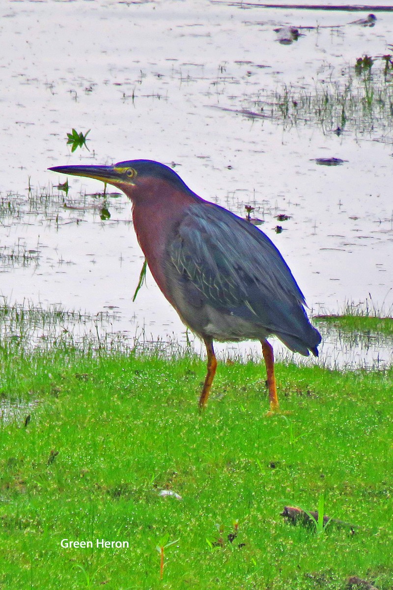 Green Heron - ML621910480