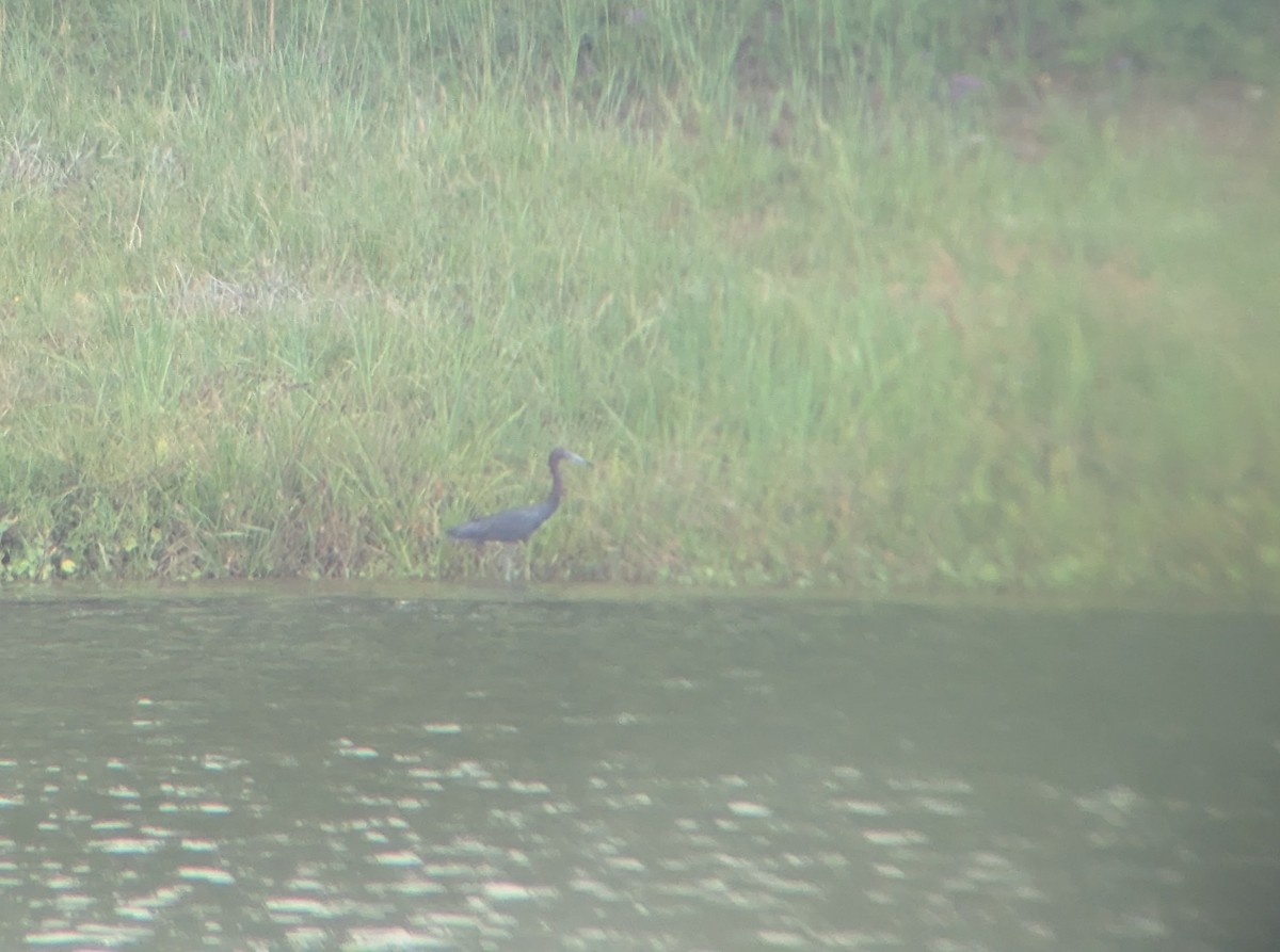 Little Blue Heron - ML621910526