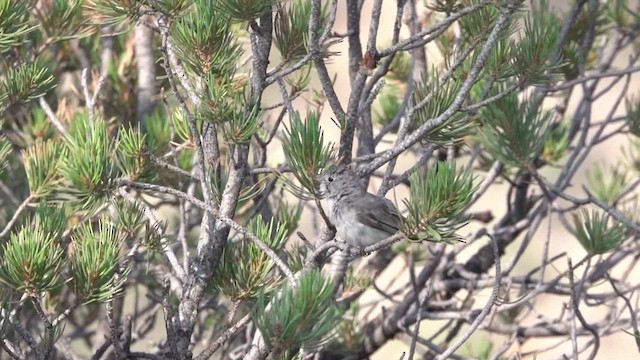 Gray Vireo - ML621910823