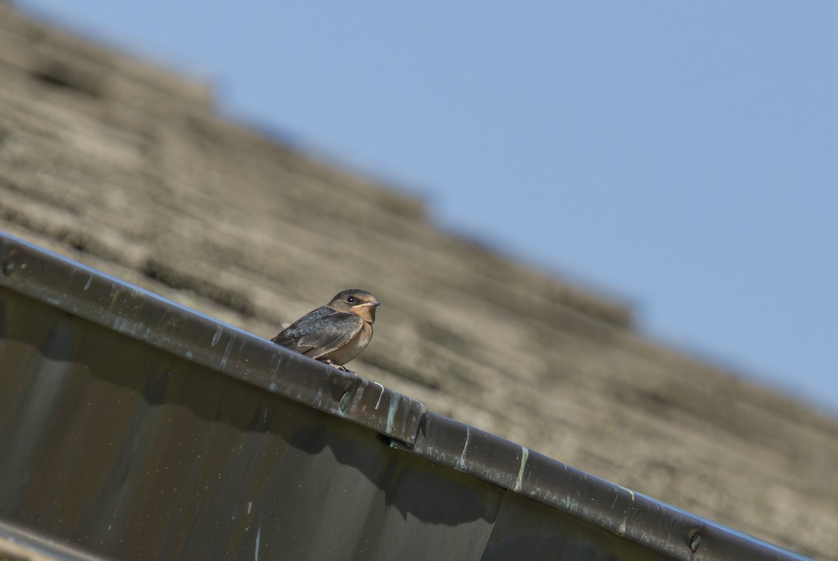 Barn Swallow - ML621910871