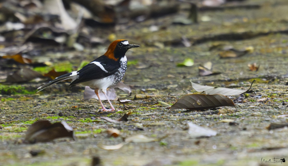 Chestnut-naped Forktail - ML621910901