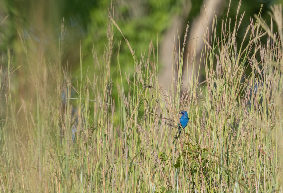 Indigo Bunting - ML621910904