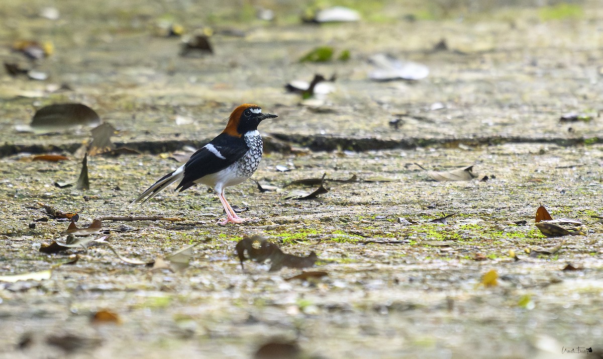Chestnut-naped Forktail - ML621910905