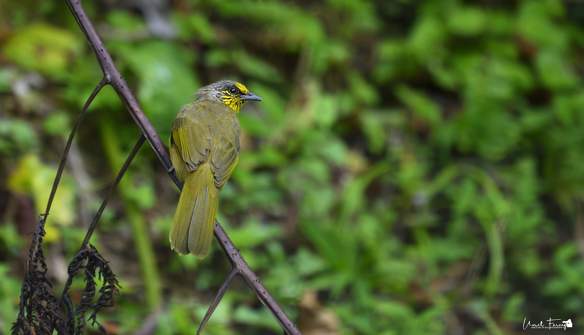 Stripe-throated Bulbul - ML621910938