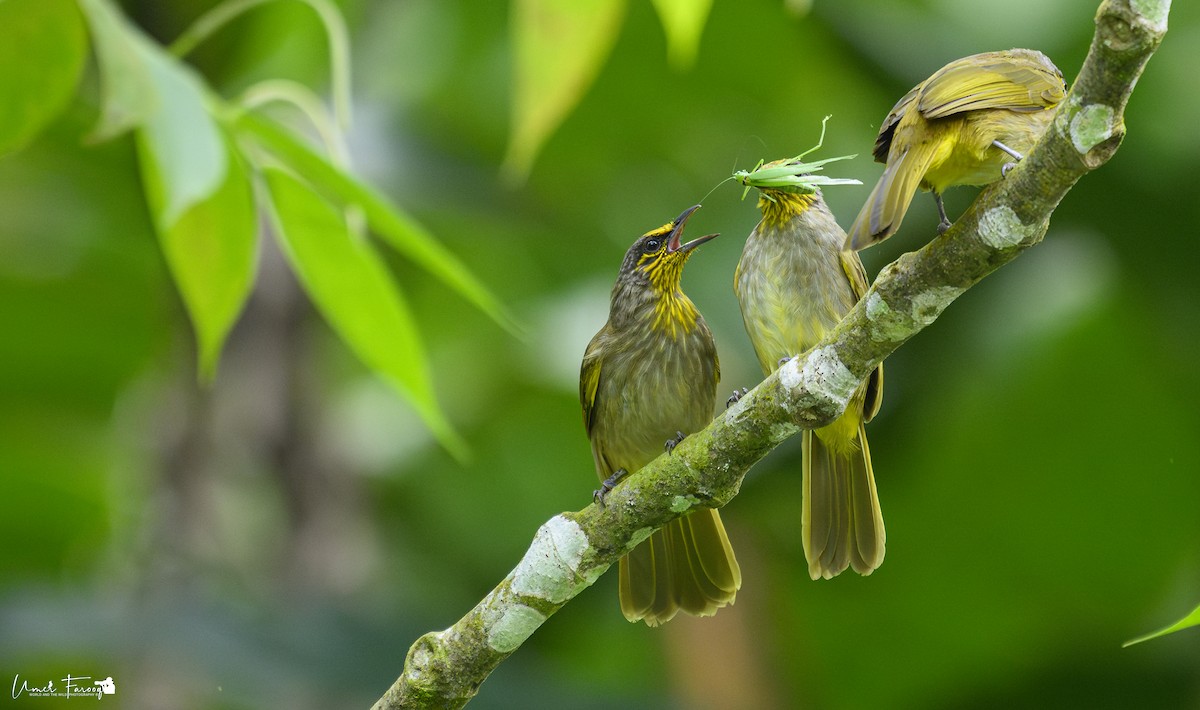 Stripe-throated Bulbul - ML621910941