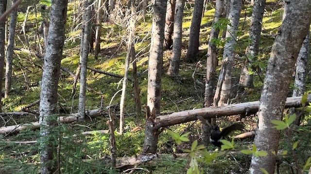 Spruce Grouse - ML621910991
