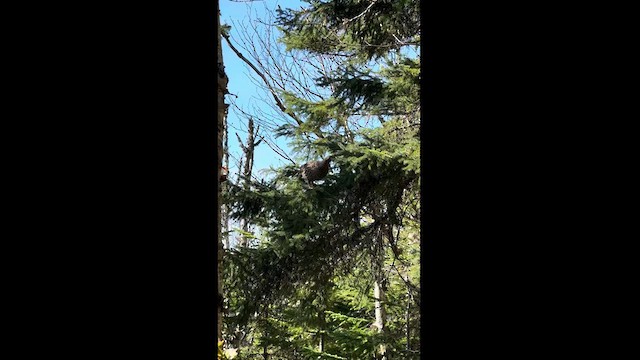 Spruce Grouse - ML621910993