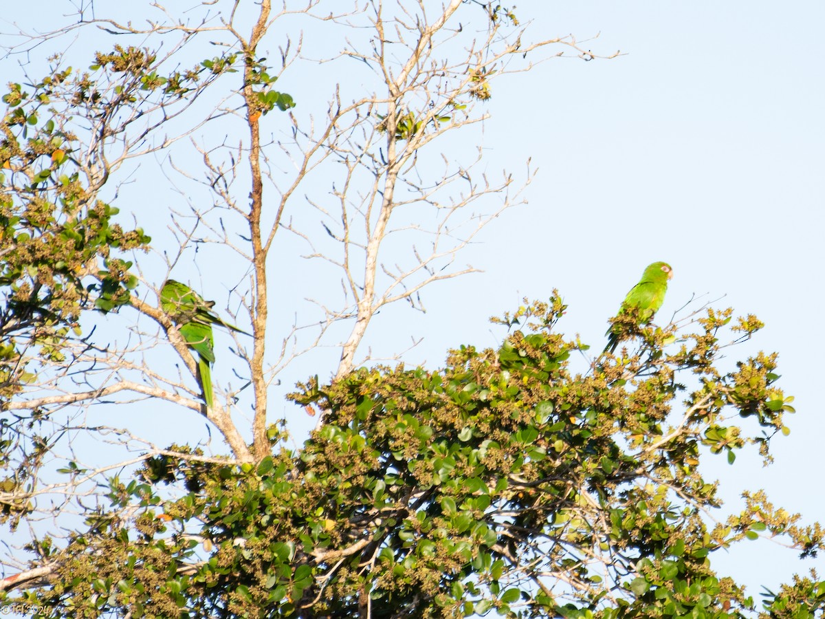 ホシメキシコインコ - ML621911056