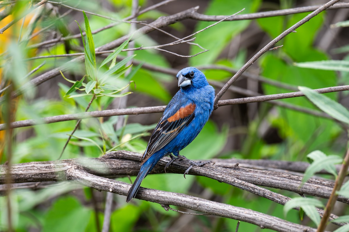 Blue Grosbeak - ML621911164