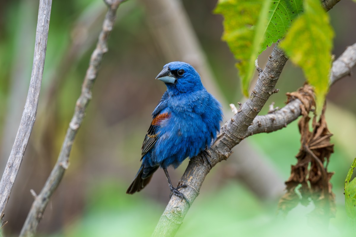 Blue Grosbeak - ML621911165