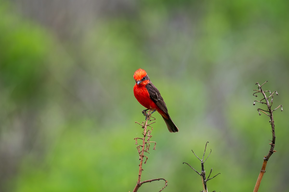 Vermilion Flycatcher - ML621911173