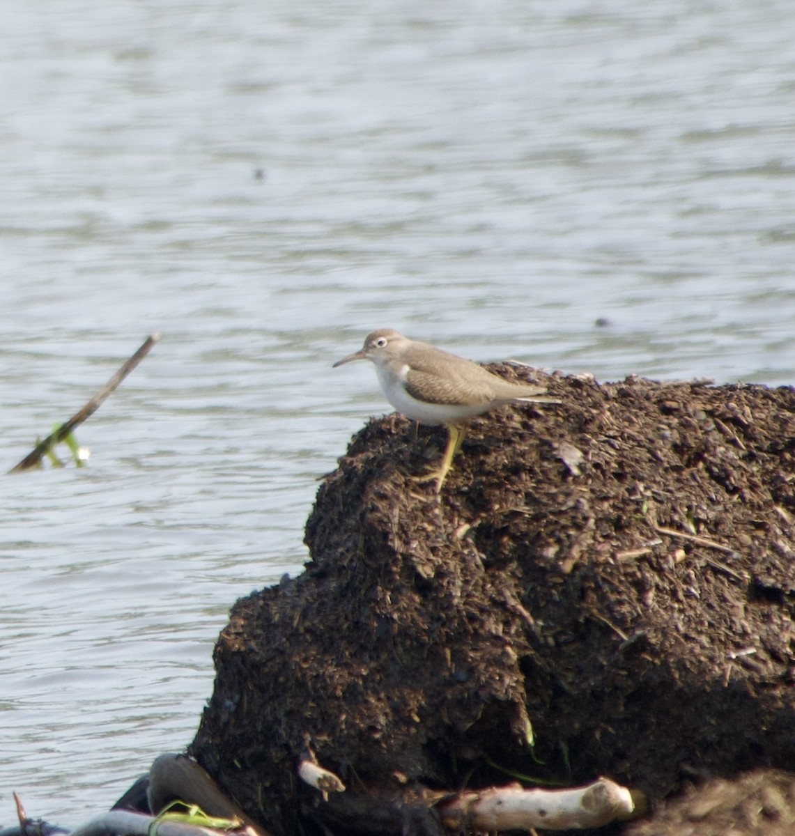 Spotted Sandpiper - ML621911230