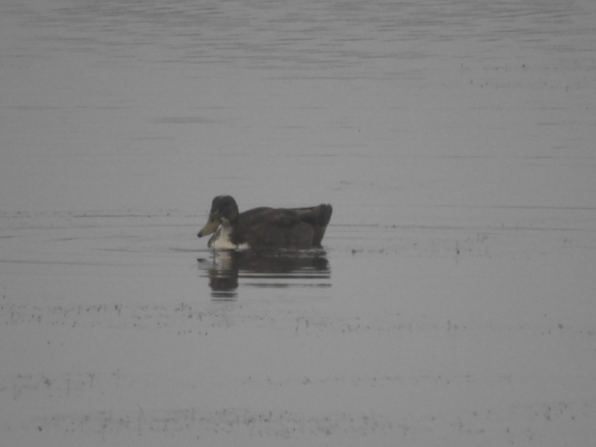 Mallard (Domestic type) - Laura Markley