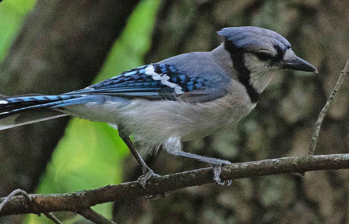blåskrike - ML621911517