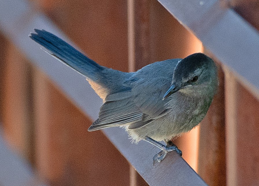 kattespottefugl - ML621911523
