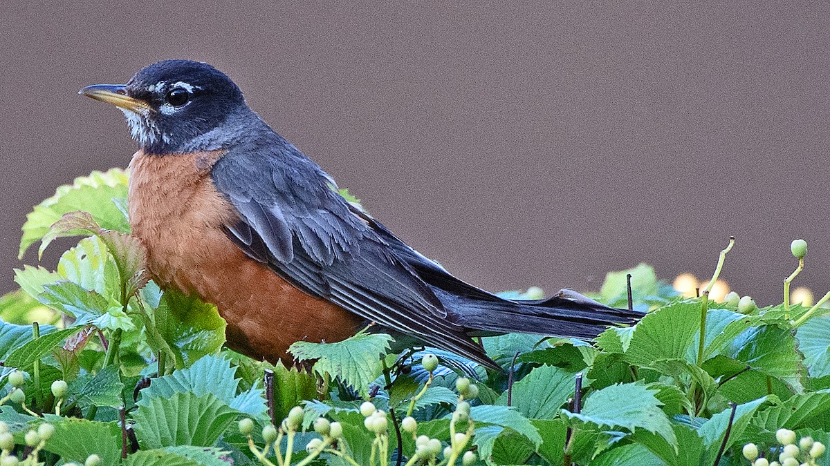 American Robin - ML621911533